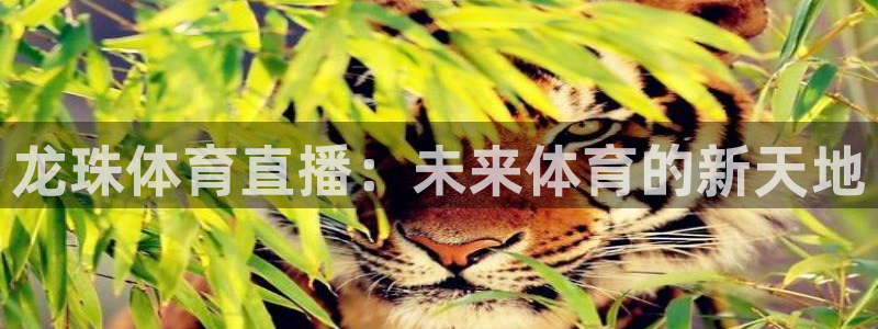 jr看直播nba：龙珠体育直播：未来体育的新天地